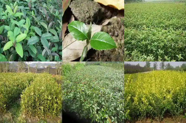 天然桂花香水多少钱1683939178009