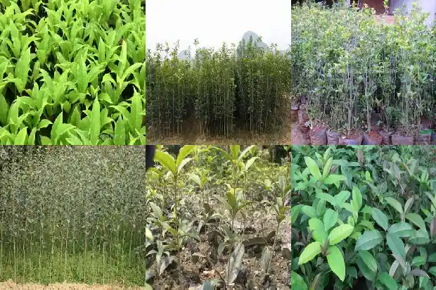 天然桂花香水多少钱1683939178057