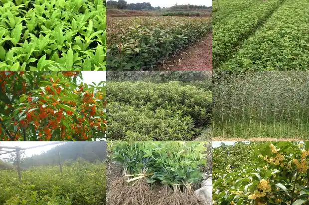 桂花烟好多钱一包1683939195559