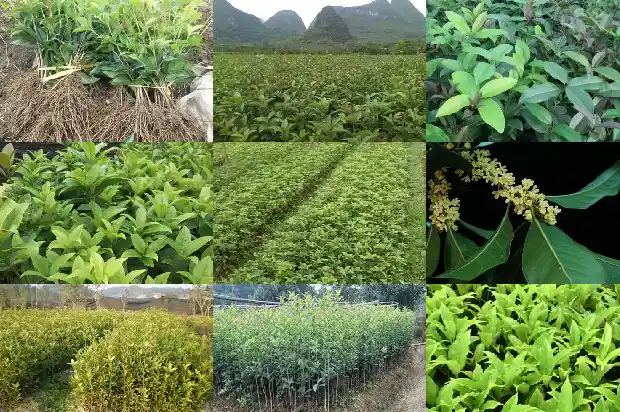 哪里批发桂花树苗便宜又好看呢1688522434639