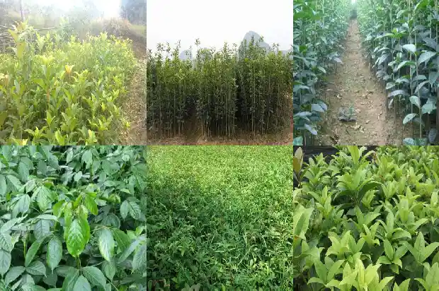 桂花酒多少钱1683939250897