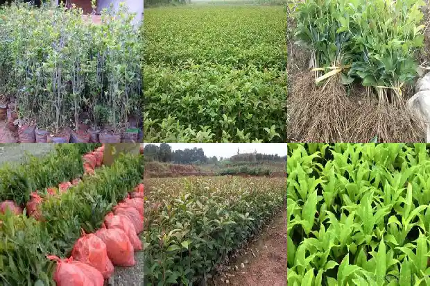 桂花球紫龙香米价格1683939268490