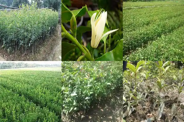 桂花糕 糯米粉1683939306351
