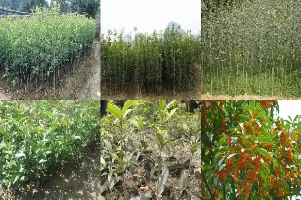 适合北方庭院种植的桂花树种1688431771258