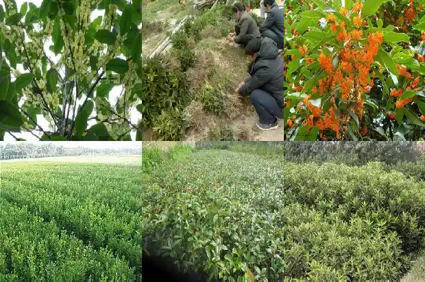桂花树种多久才开花结果实1688602820463