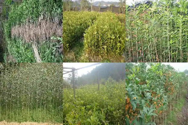广西桂林桂花树价格1689725711068