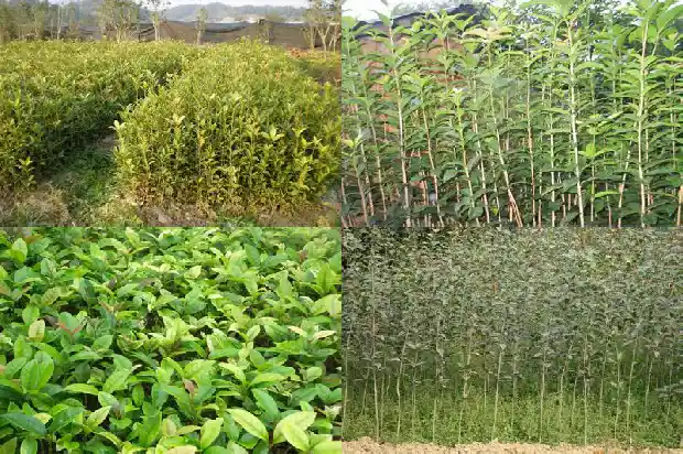 桂花糯米酒多少钱一瓶1683939343056