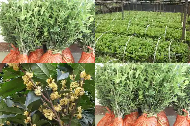 桂花树有多长1690245261409