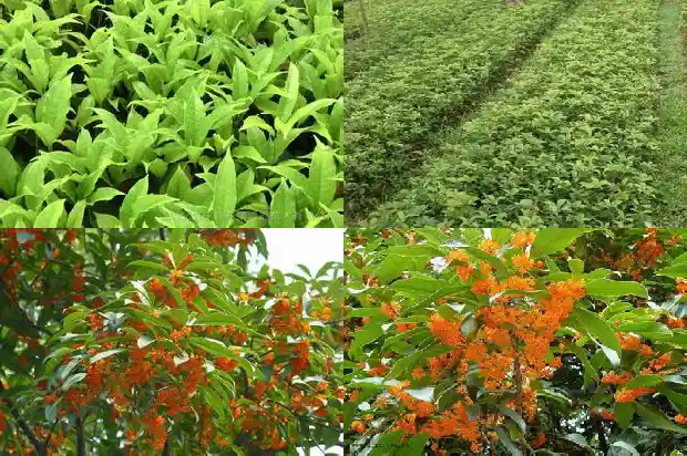 桂花土豆的做法1690850141432