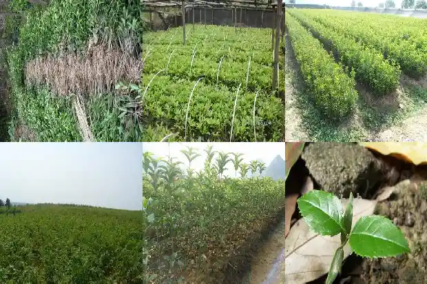 八月桂花树价格走势如何分析的1683939379188
