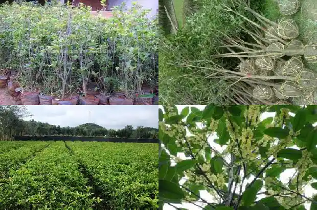 八月桂花树价格走势如何预测的1683939394944
