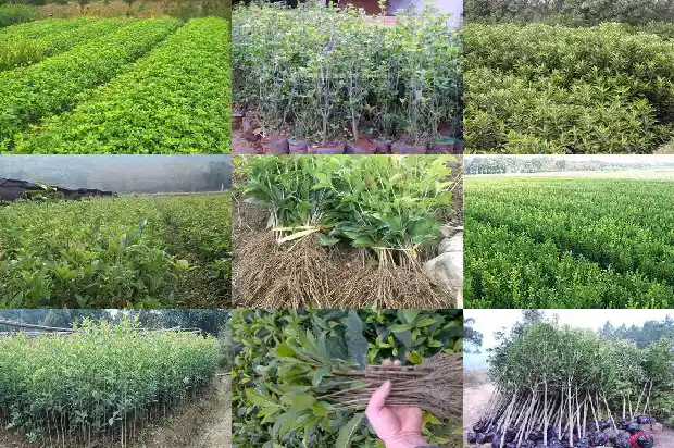 桂花树的主要价值1683939414377