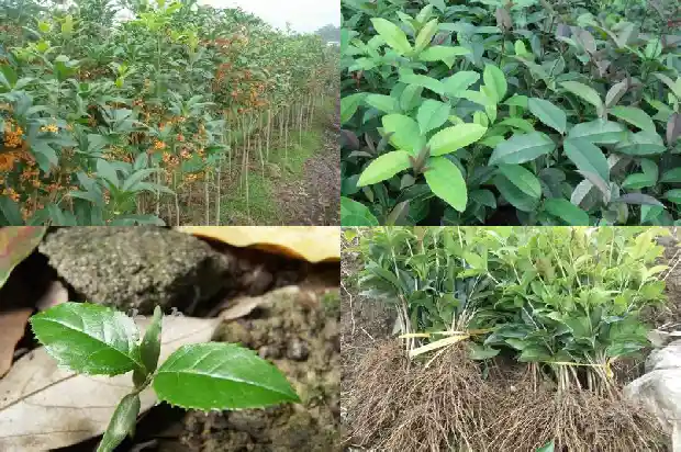 四季桂花价格多少一盆1690763991510