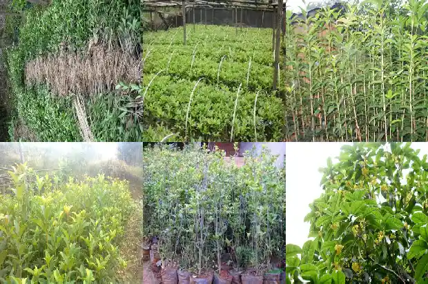 桂花树什么品种最贵的树型1683939456727