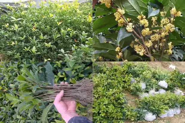 桂花树什么品种最贵又好看又好养的1683939472923