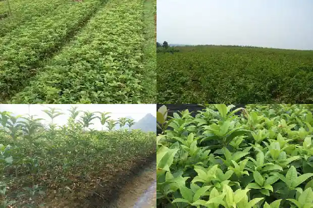 桂花树买哪种好活一点1683939491172