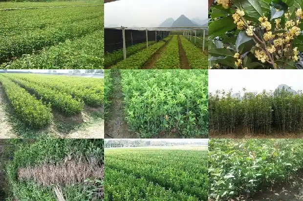 4公分桂花树价格表1689639948333