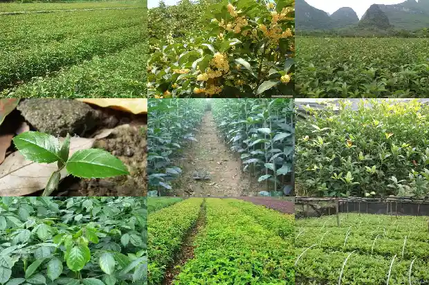 如何挑选桂花树1683939532306