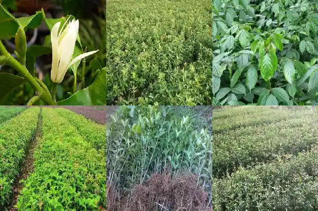 直径十厘米桂花树多少钱一盆呢1689986156496