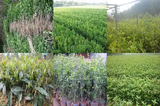 桂花树咋样长的快1683939548385