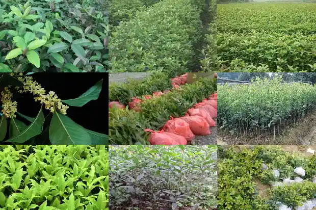 桂花树咋样长的快1683939548433
