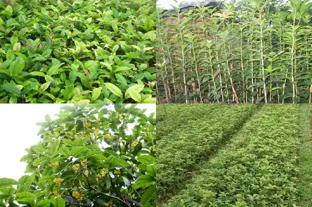 桂花树哪里的好看又出名1683939571011
