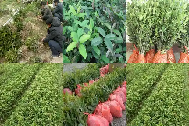 桂花树哪里的好吃又便宜1683939624613