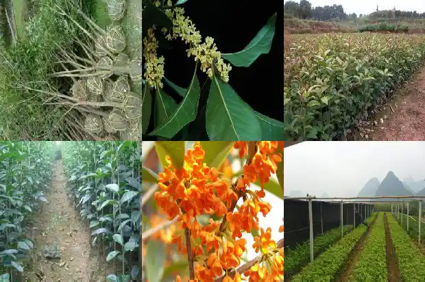 桂花树哪里的好吃又便宜1683939624707