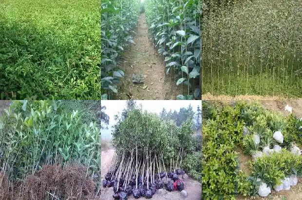 桂花树在哪里好养1683939644877
