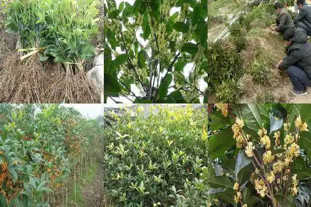 桂花树在哪里好养1683939644925