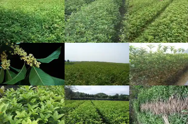 桂花树在哪里好看1683939660787