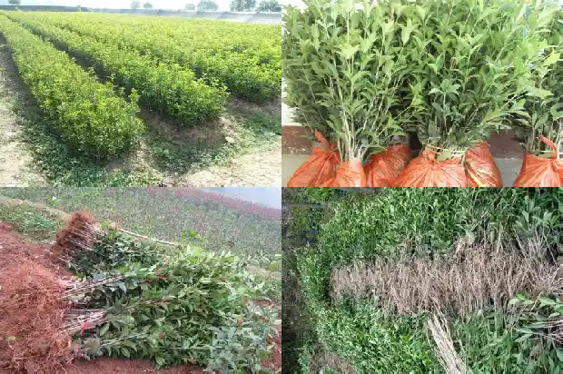 桂花树在哪里好看1683939660835