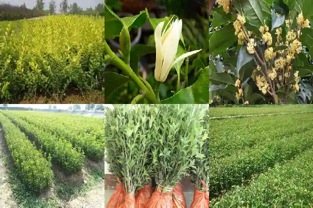 桂花茶的功效与作用及副作用是什么呢1689381604119