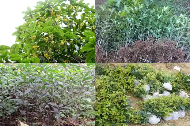湖北桂花苗价格加湖北百信园林基地直销1689899465121