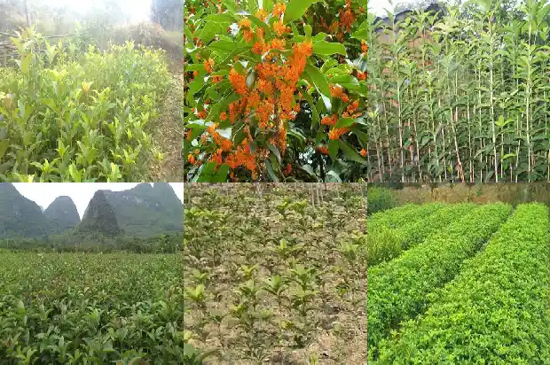 什么样的桂花树最好吃1683939738506