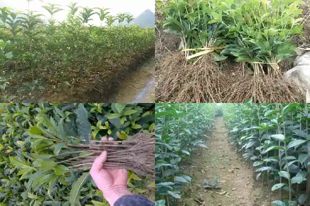 桂花树测量是地径还是米径呢1683939760792