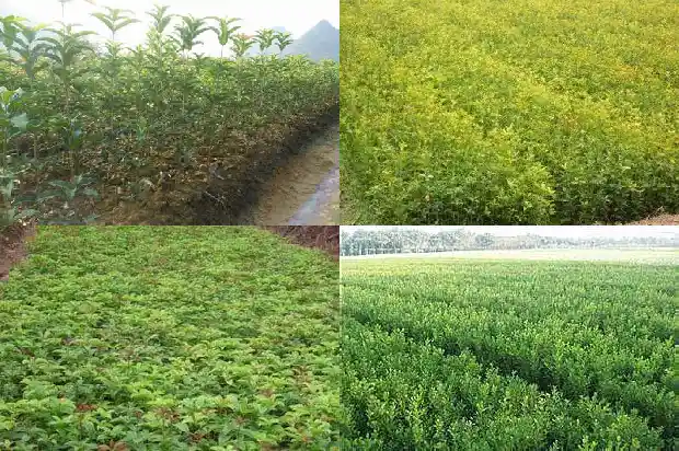 桂花树测量是地径还是米径呢1683939760840