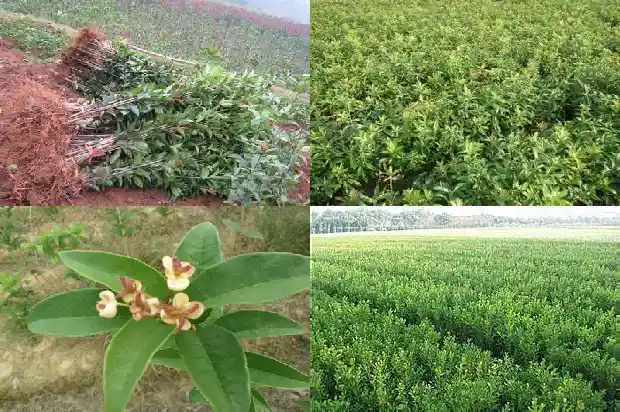 桂花树测量是地径还是米径呢1683939760888