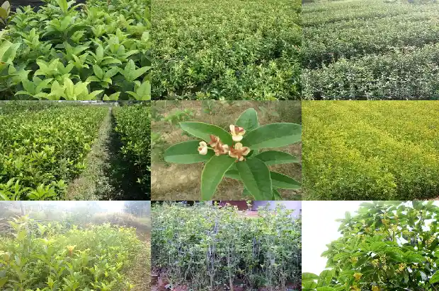 精品桂花价格表1690417039092