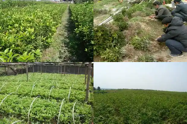 做桂花糕可以用新鲜的桂花吗1689576993997