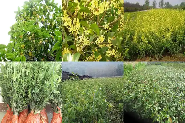 如何测量桂花树叶的大小1683939783299