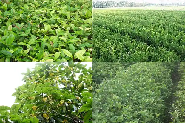桂花树看叶子怎么辨识1683939800951