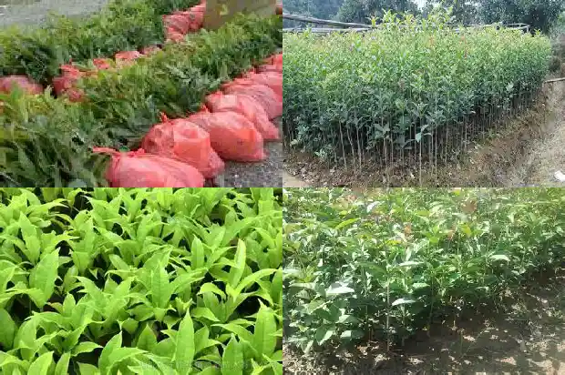 桂花地径15公分价格1683939845812