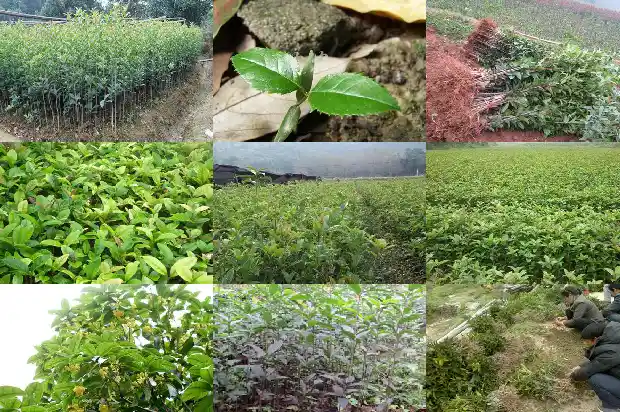 桂花地径15公分价格1683939845860