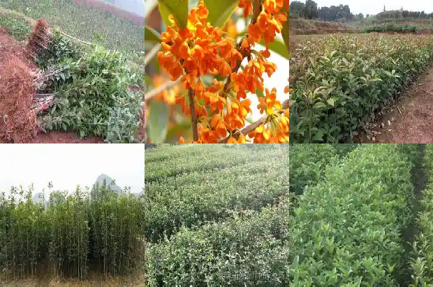 桂花树售价多少钱一株呢1683939881434