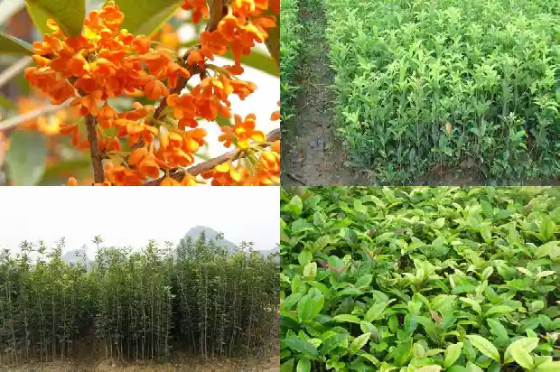桂花树售价多少钱一株呢1683939881481