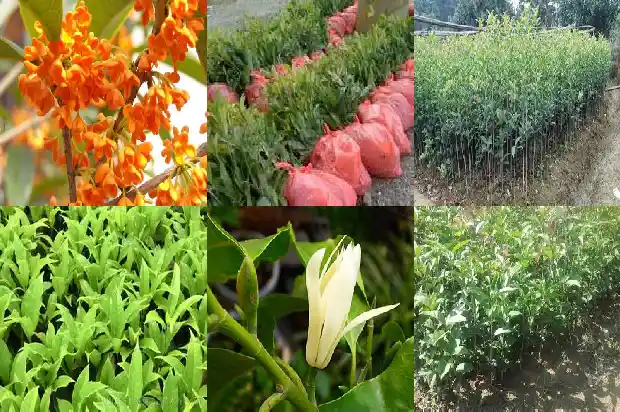 全国最大的桂花树基地在哪里啊1683939902056