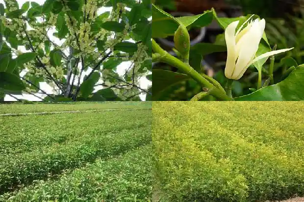 桂花树长的快吗能活吗多少年才能开花1683939921024
