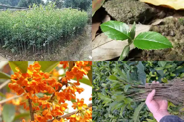 桂花树长的快吗能活吗多少年才能开花1683939921072