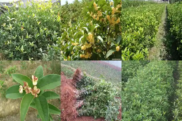 桂花树生长慢怎么办1683939984983